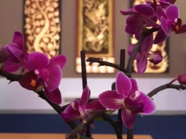 Purple orchids in a softly lit Thai massage reception area