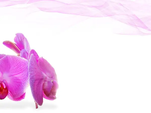 Pink orchid flowers on a white background with flowing sheer fabric