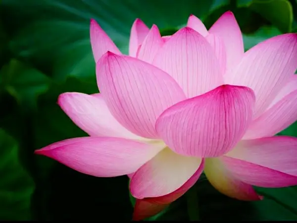 Pink lotus flower against a dark green background